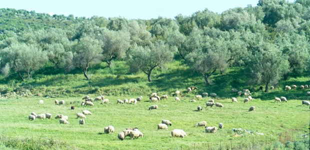 Eπαιρναν ενισχύσεις για βοσκοτόπια χωρίς να έχουν ζώα