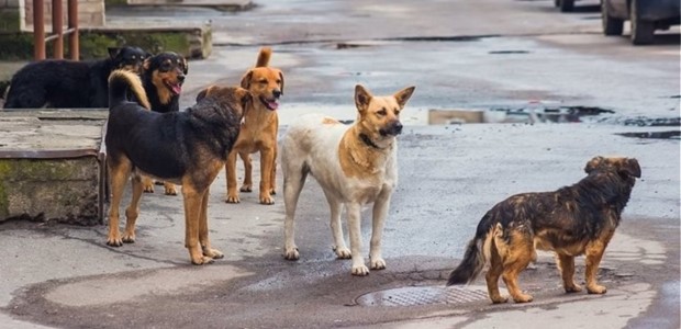 Στα 100 τα αδέσποτα στον Αλμυρό