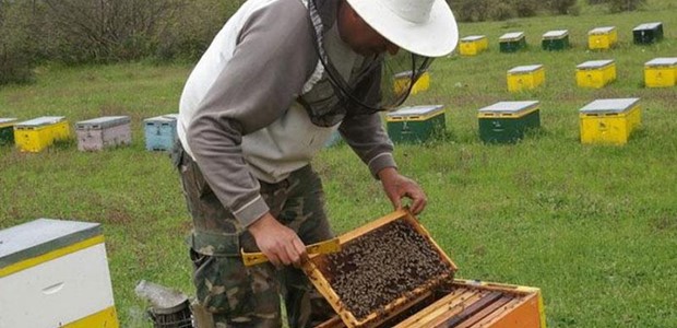 Ενίσχυση 12 εκατ. ευρώ στους μελισσοκόμους