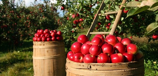 Δεύτερη συνεχόμενη καταστροφική χρονιά για τα μήλα