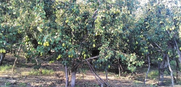 Τρεις νέοι αξιοποιούν το εύφορο έδαφος της Ζαγοράς