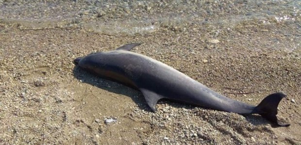 Νεκρό δελφίνι βρέθηκε στον Πτελεό
