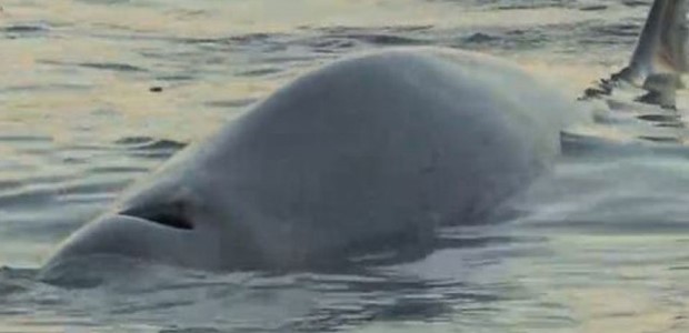 Φάλαινα φυσητήρας εντοπίστηκε σε παραλία