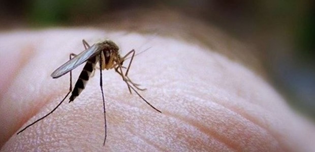 Μολυσμένα κουνούπια εντοπίστηκαν στον Τύρναβο