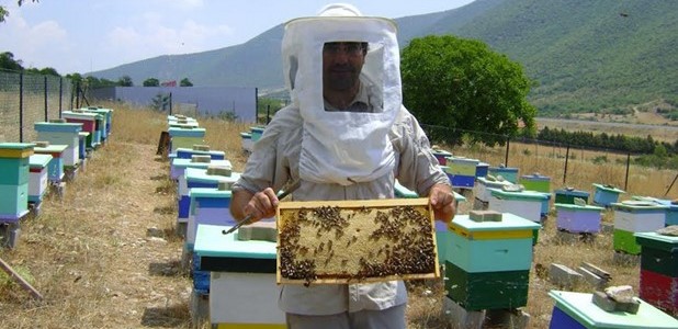 Εκπαιδεύονται στην εκτροφή βασιλισσών μελισσών