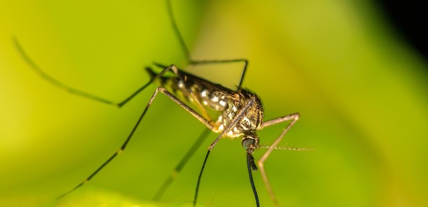 Οδηγίες για την προστασία από τα κουνούπια 