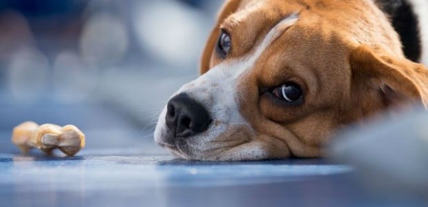 Δηλητηρίασαν επτά αδέσποτα σκυλιά