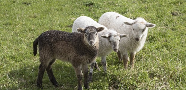 Εξετάζεται η ένταξη των νέων κτηνοτρόφων στις αποζημιώσεις
