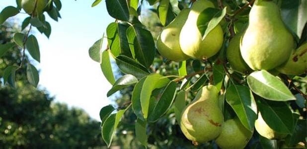 Περιμένουν ακόμη τις ενισχύσεις οι παραγωγοί αχλαδιών