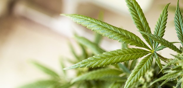 Νεαροί καλλιεργούσαν 247 δενδρύλλια κάνναβης σε σπίτι