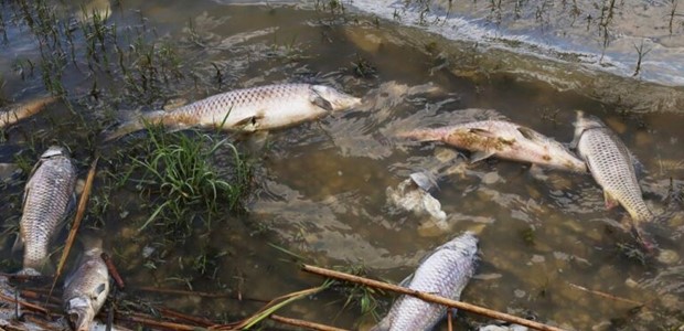 Συναγερμός για τα νεκρά ψάρια στην Λίμνη Κάρλα