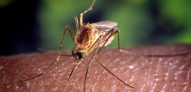 Τρίκαλα: Άμεση ανάγκη ψεκασμών για κουνούπια