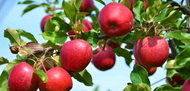 Σε μαζική σύσκεψη οι αγρότες για τα μήλα