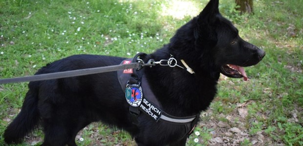 Aσκηση εκπαίδευσης και διάσωσης με σκύλους