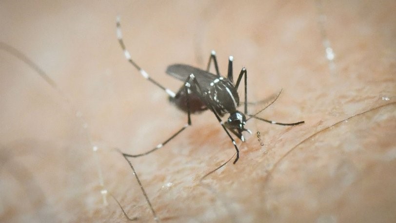 Πώς να προφυλαχθείτε από τα κουνούπια