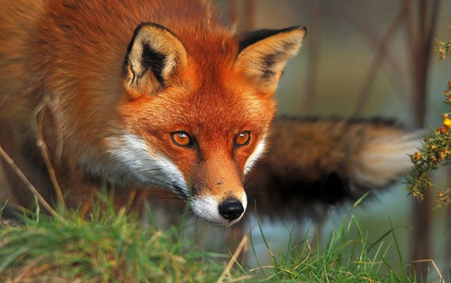Εμβολιασμός κατά της λύσσας κόκκινων αλεπούδων