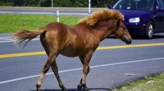 Άλογο έτρεχε ανάποδα στην εθνική οδό