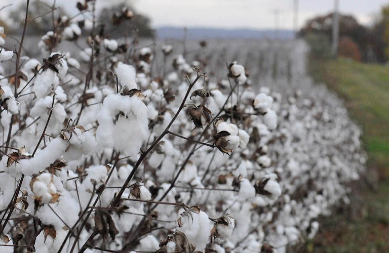 Mικρή μείωση της παραγωγής βαμβακιού στα Τρίκαλα