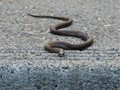 WWF: Ποια φίδια είναι τα πιο επικίνδυνα στην Ελλάδα