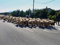 Πρόβατα έφαγαν… 100 κιλά φαρμακευτικής κάνναβης