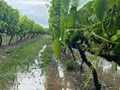 Σφοδρή χαλαζόπτωση κατέστρεψε καλλιέργειες