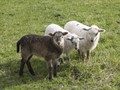 Εξετάζεται η ένταξη των νέων κτηνοτρόφων στις αποζημιώσεις